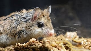 Amazing Facts of Faith — Grasshopper Mouse
