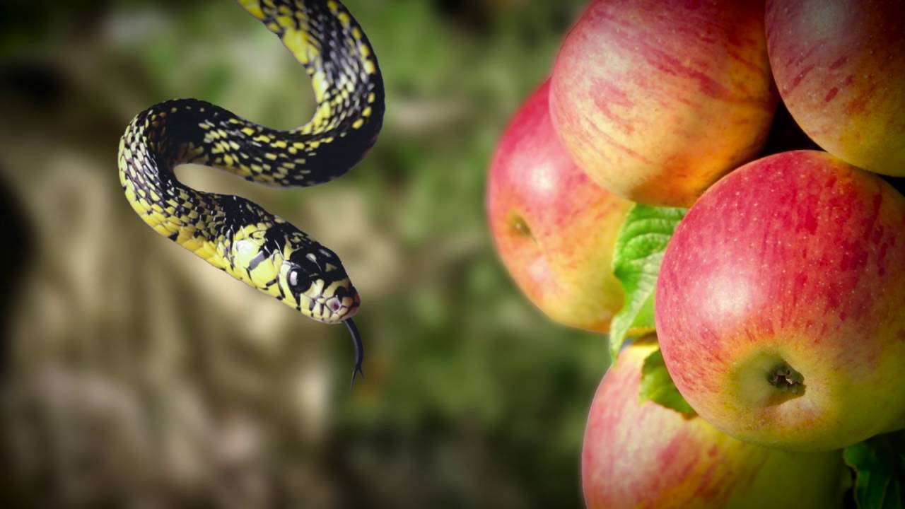 Amazing Facts of Faith — Snakes