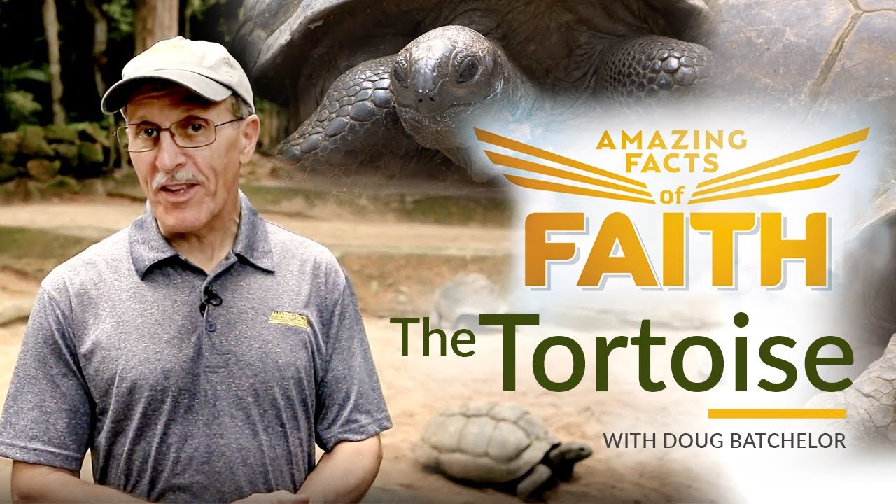 Amazing Facts of Faith: “The Tortoise”