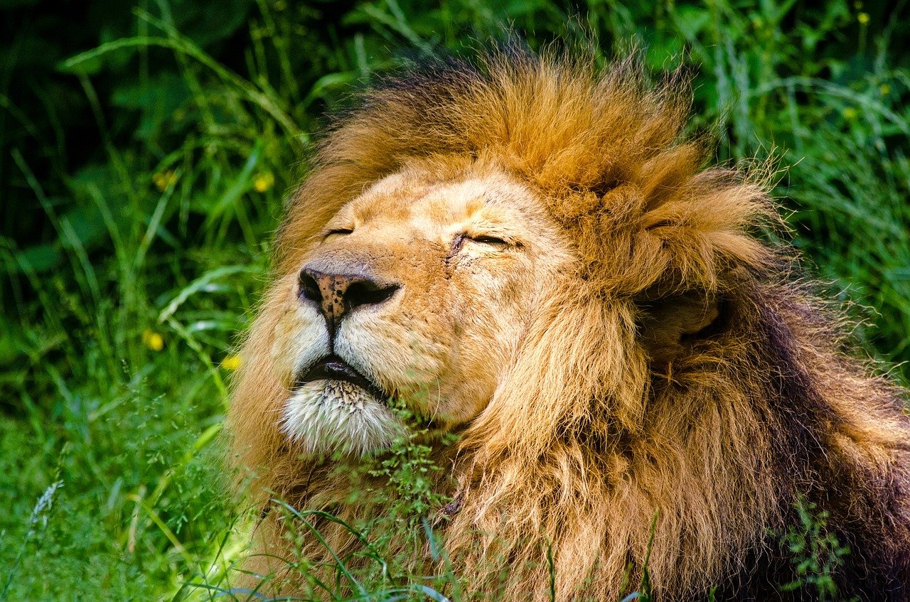 African Lion Lion Male Mane Lazy  - 27707 / Pixabay