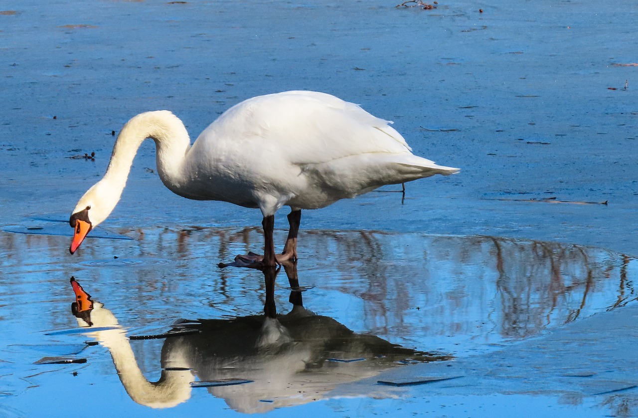 Animals Bird Swan Water Bird  - blende12 / Pixabay