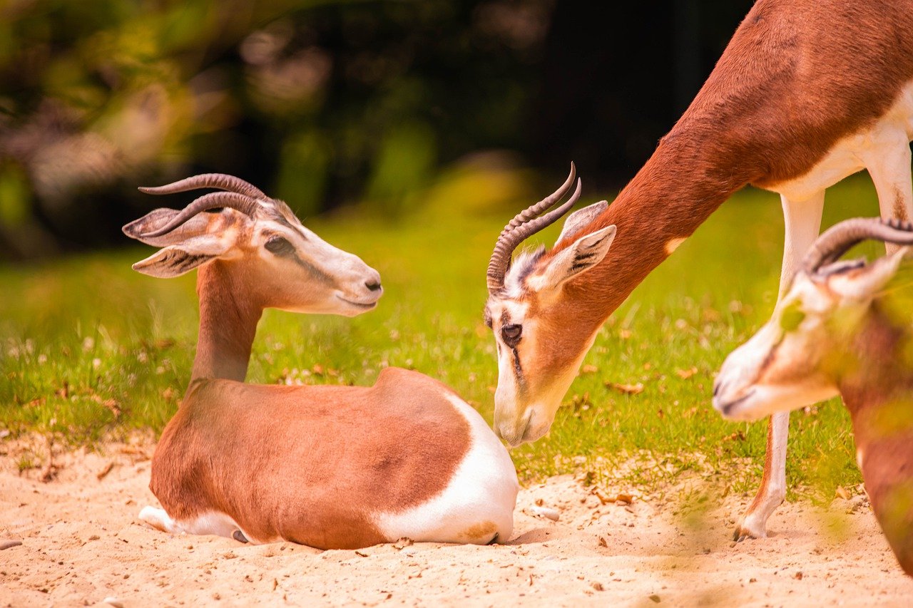 Antelope Africa Wilderness Safari  - fleglsebastian7 / Pixabay