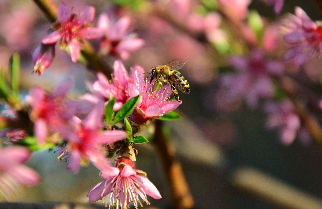 Bee Plum Blossom Flowers Insect  - DesiTakeva / Pixabay