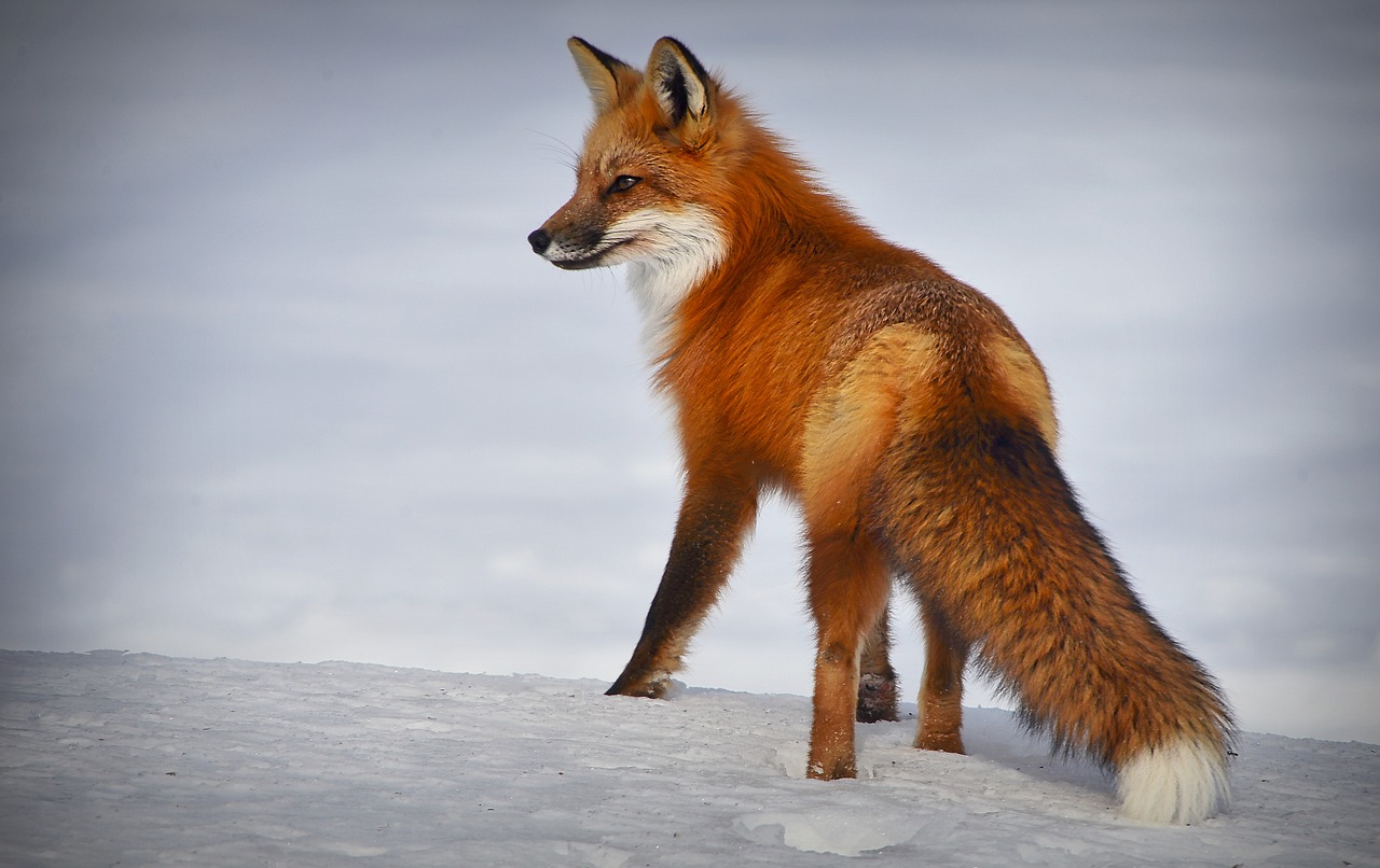 Fox Animal Mammal Nature Winter  - AlainAudet / Pixabay