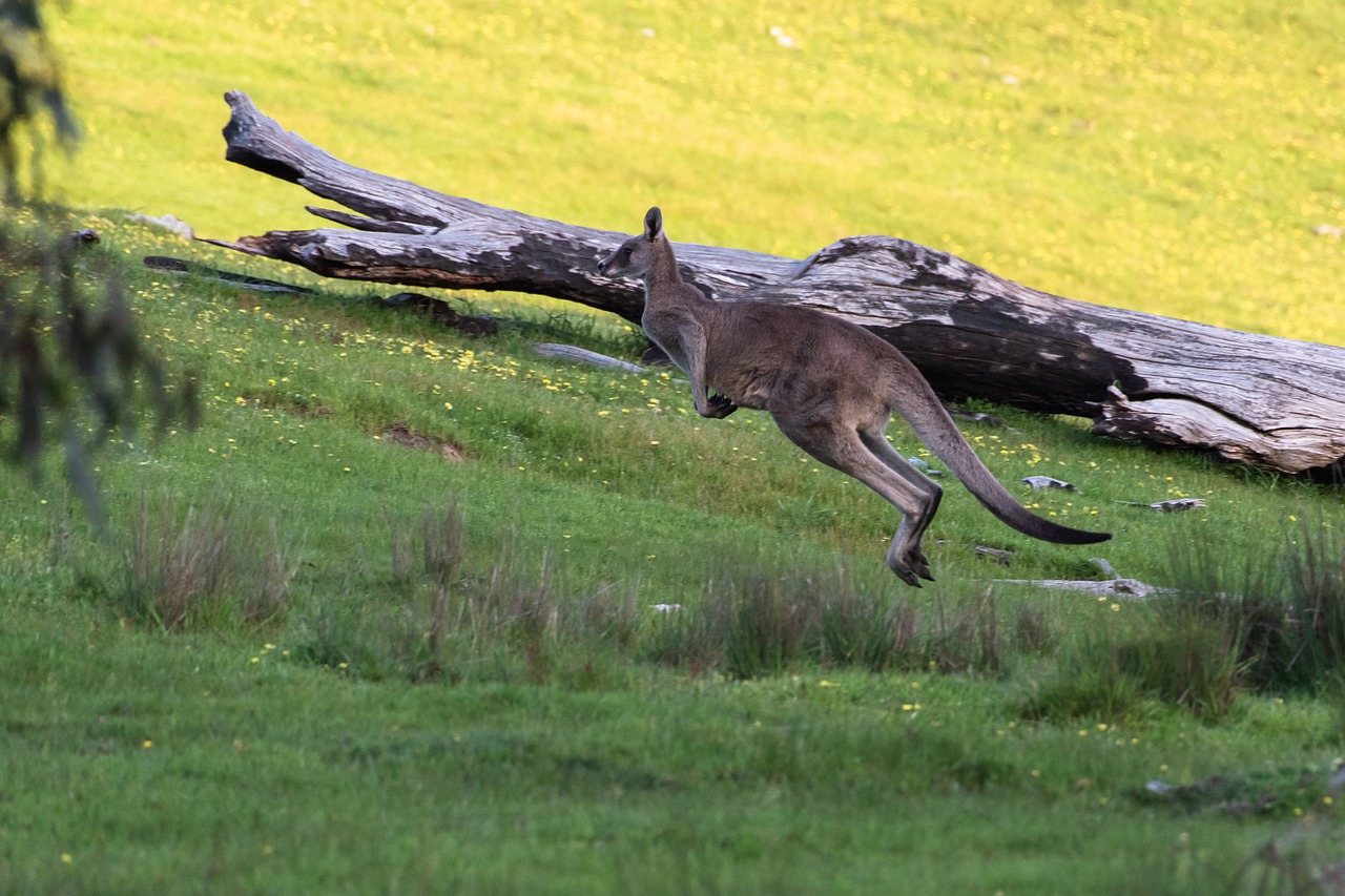 Kangaroo Eastern Grey Marsupial  - pen_ash / Pixabay