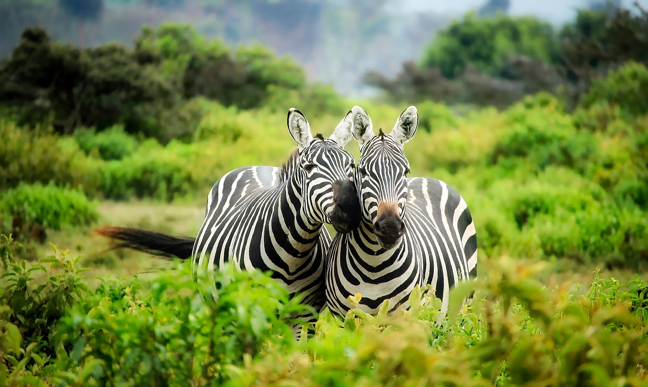 Kenya Africa Zebras Wildlife  - 12019 / Pixabay