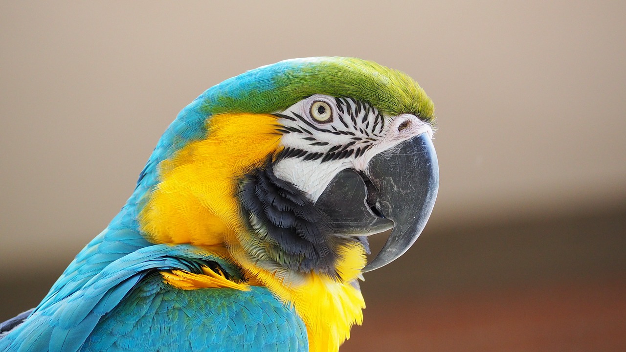 Macaw Blue Yellow Bird Beak  - JakeWilliamHeckey / Pixabay
