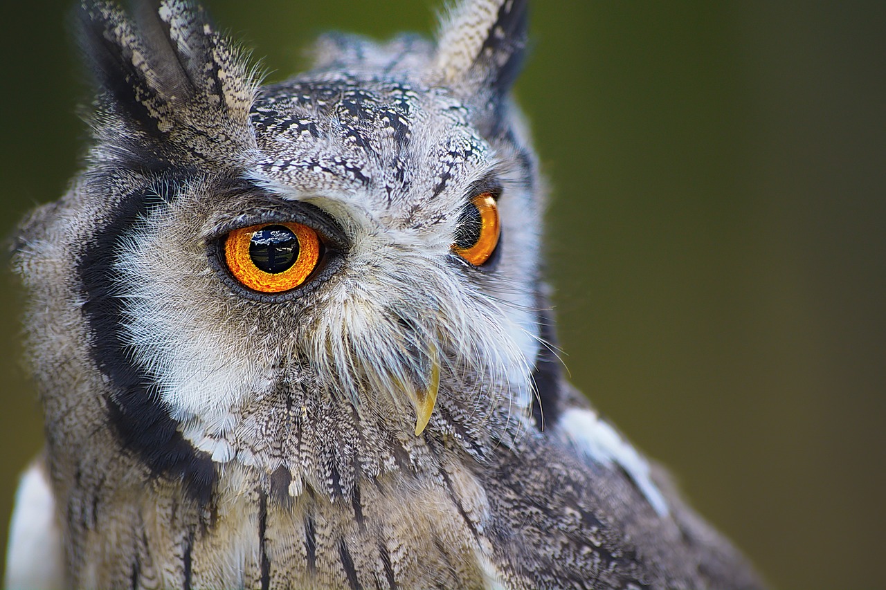Owl Bird Head Owl Eyes  - jayclarke1 / Pixabay