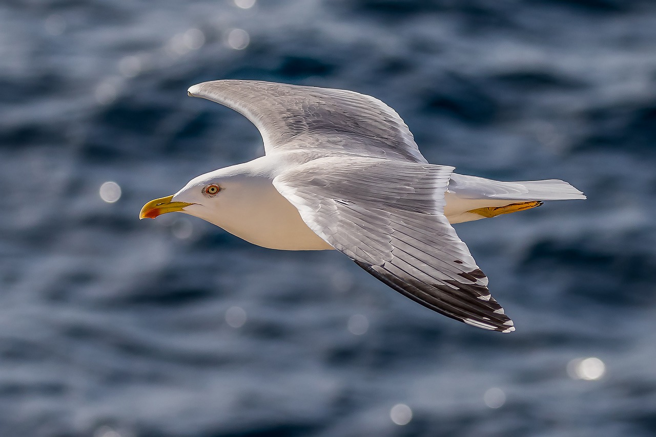 Seagull Herring Gull Bird Seevogel  - Mike_68 / Pixabay