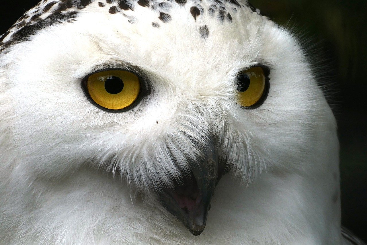 Snowy Owl Eyes Beak Head Feathers  - Elsemargriet / Pixabay