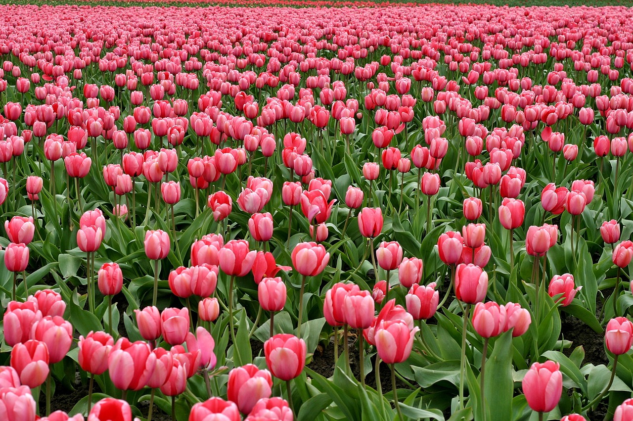 Tulips Flowers Field Bloom Blossom  - toddwmac / Pixabay