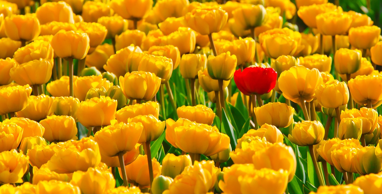 Tulips Flowers Yellow Beautiful  - PublicDomainPictures / Pixabay