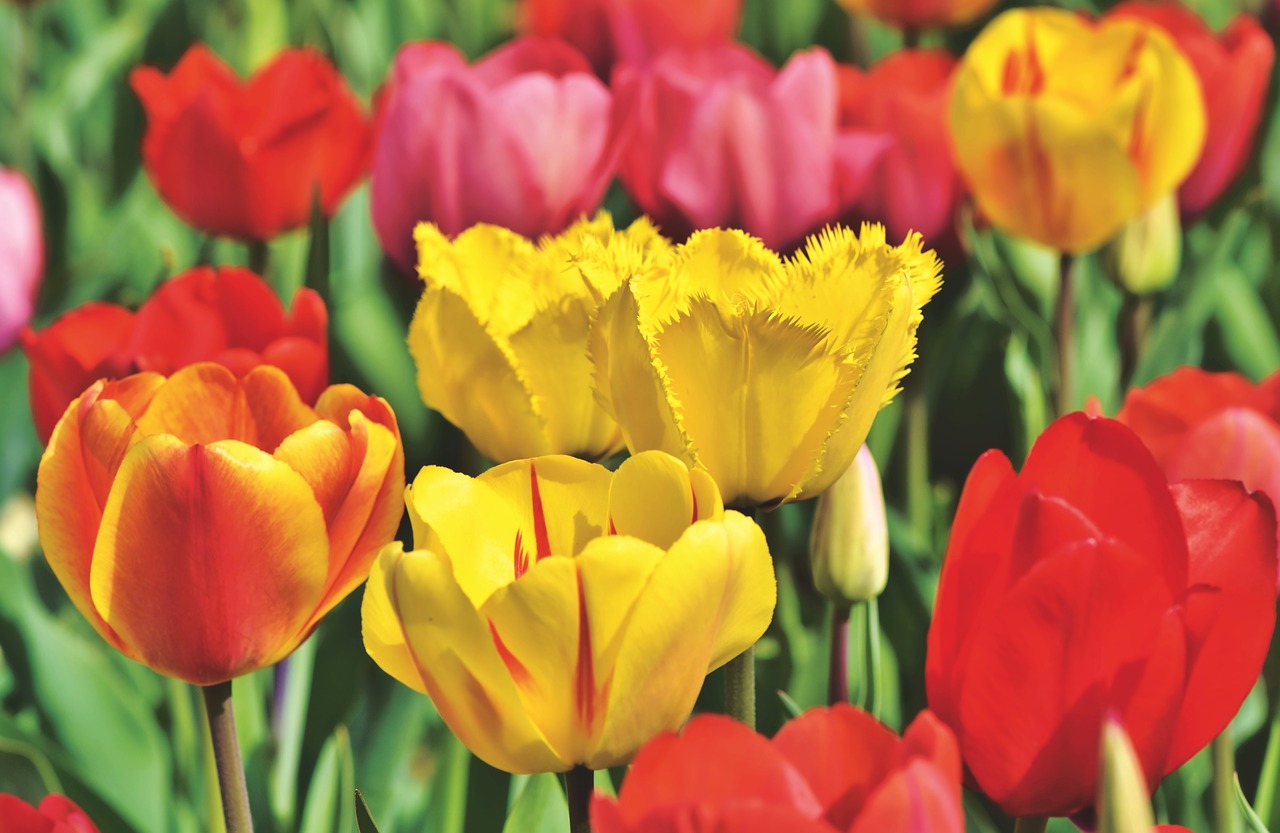 Tulips Tulip Field Bloom  - Capri23auto / Pixabay