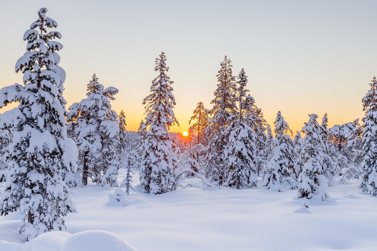 Winter Conifers Sunset Snow Snowy  - Sorbyphoto / Pixabay