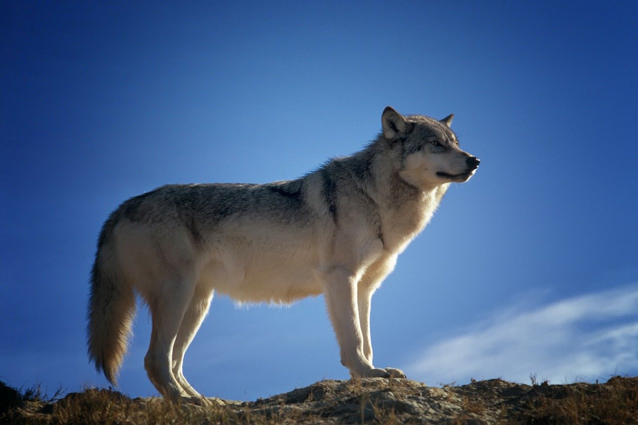 Wolf Animal Wildlife Predator  - 12019 / Pixabay