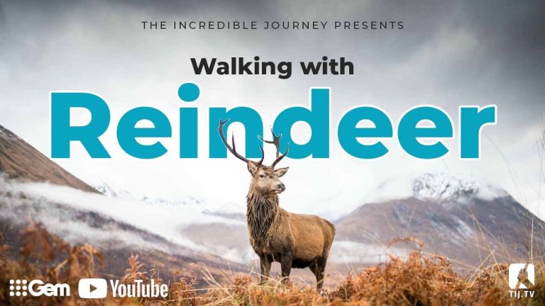 Walking With Reindeer