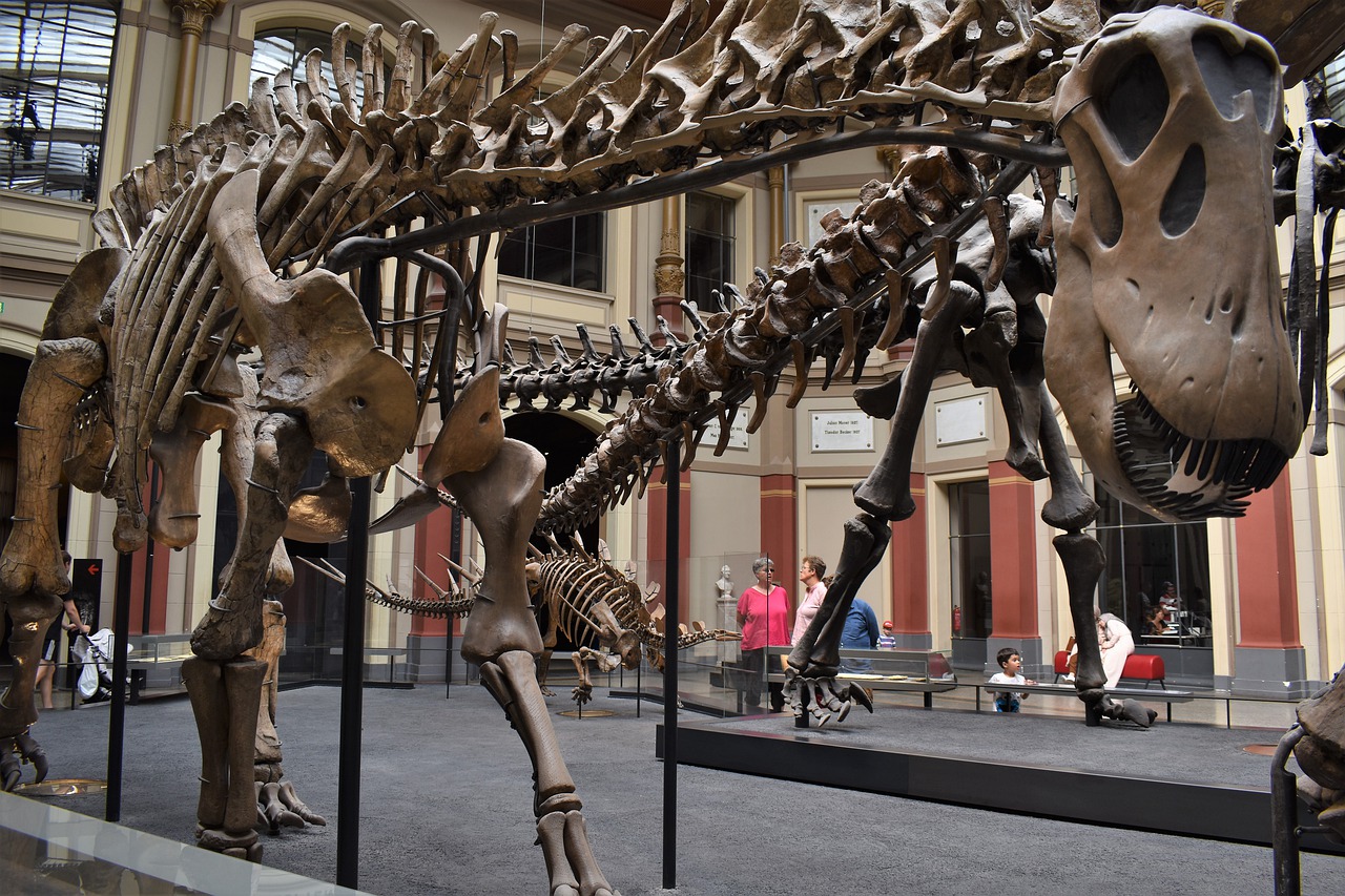 Dinosaur Museum Fossil Paleontology  - ceparedonda / Pixabay