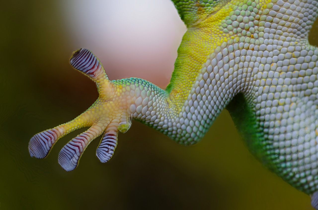 Gecko’s Feet