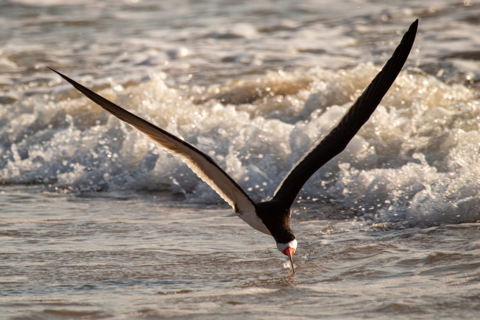 Black Skimmers Inspiring Facts