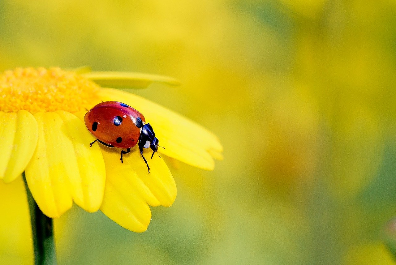 Insects Yellow Flower Ladybug Bug  - nimrodins / Pixabay