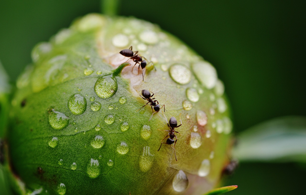 Peony Bud Ants Rain Drops  - Alexas_Fotos / Pixabay