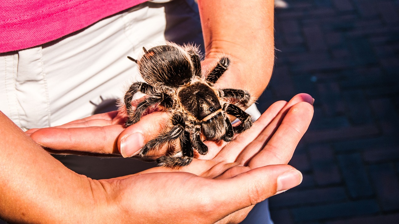 The Goliath Bird-Eating Spider