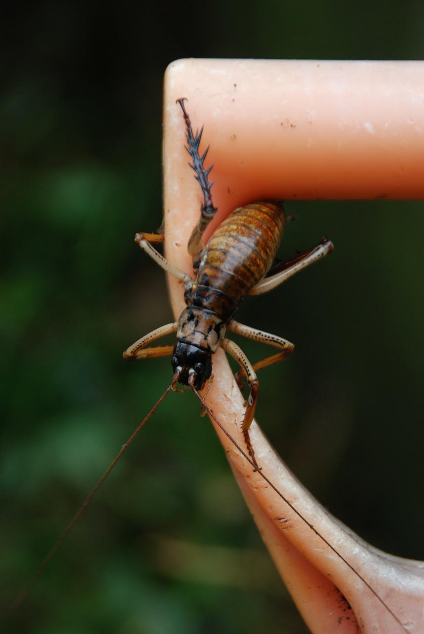 The Tree Weta