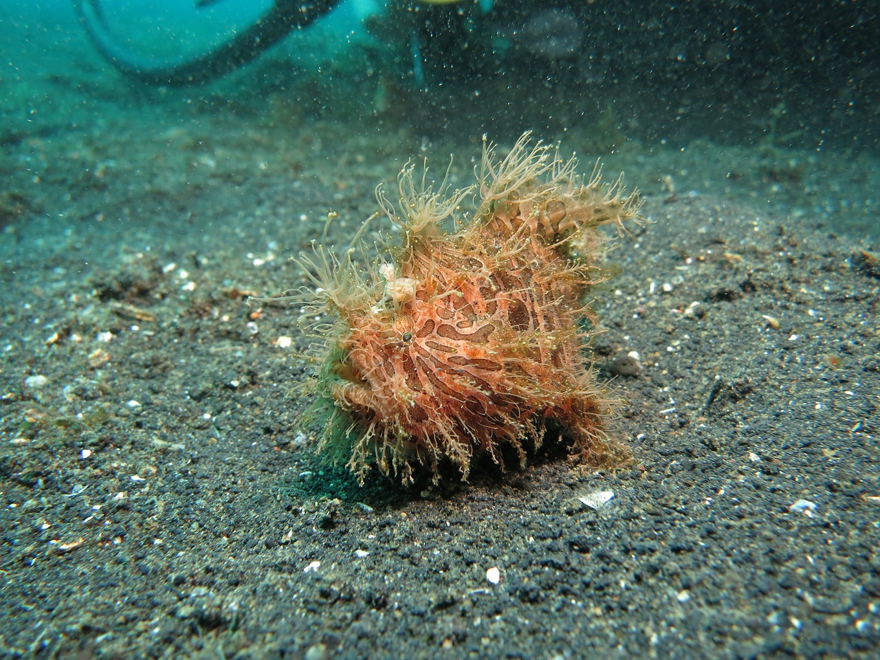 Angler Diving Fish Underwater Sea  - arhnue / Pixabay