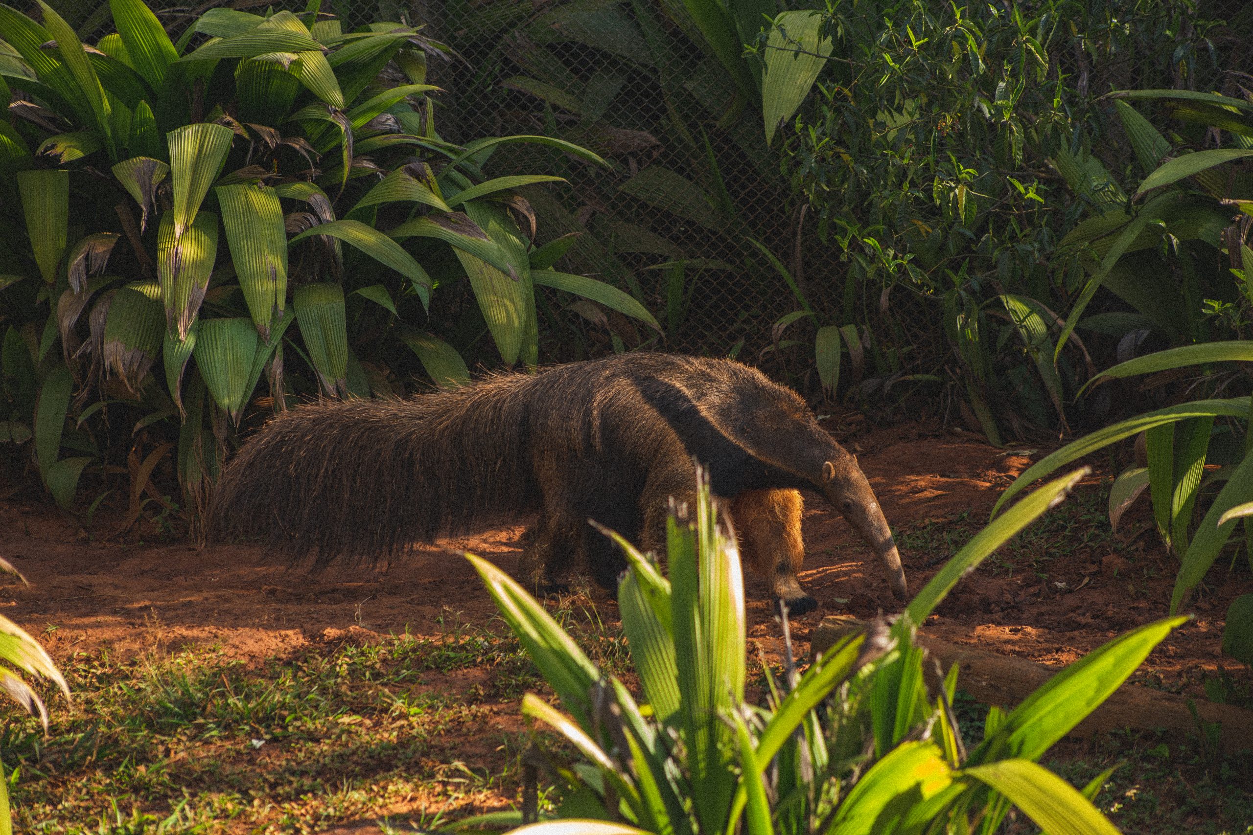 Giant Anteaters