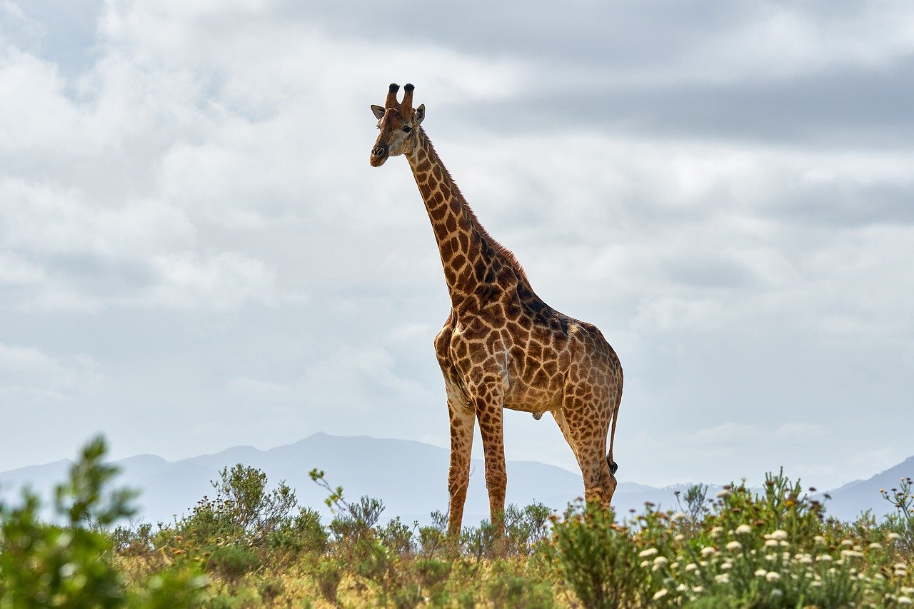 Giraffe Animal Safari Mammal  - Wolfgang_Hasselmann / Pixabay