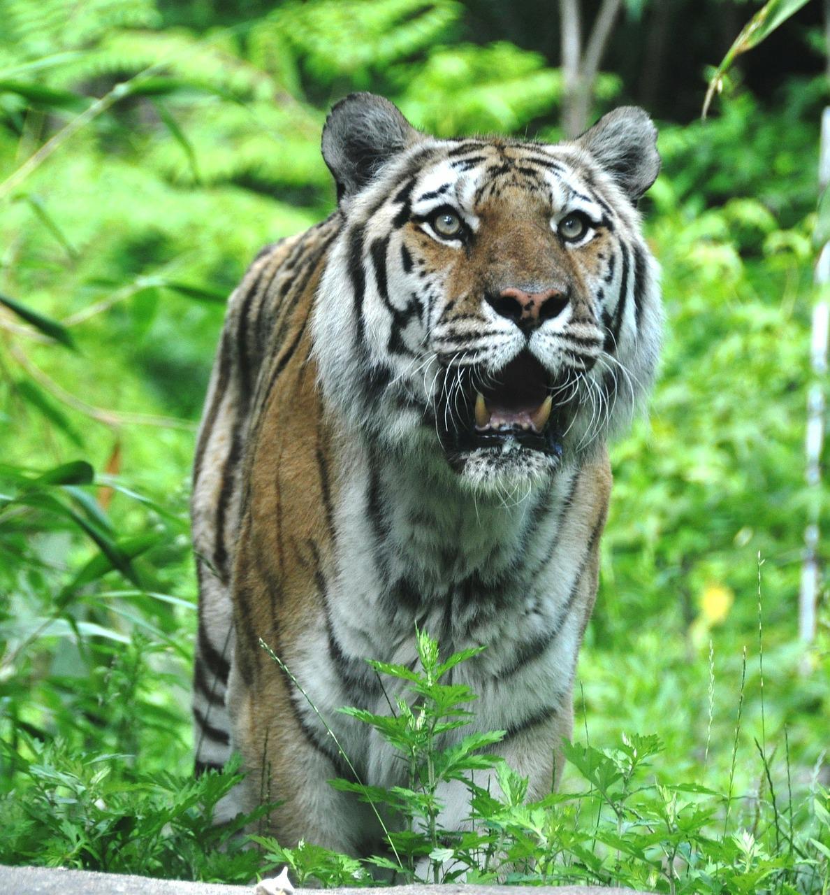 Ligers and Giants