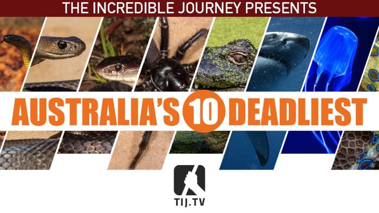 Australia’s 10 Deadliest