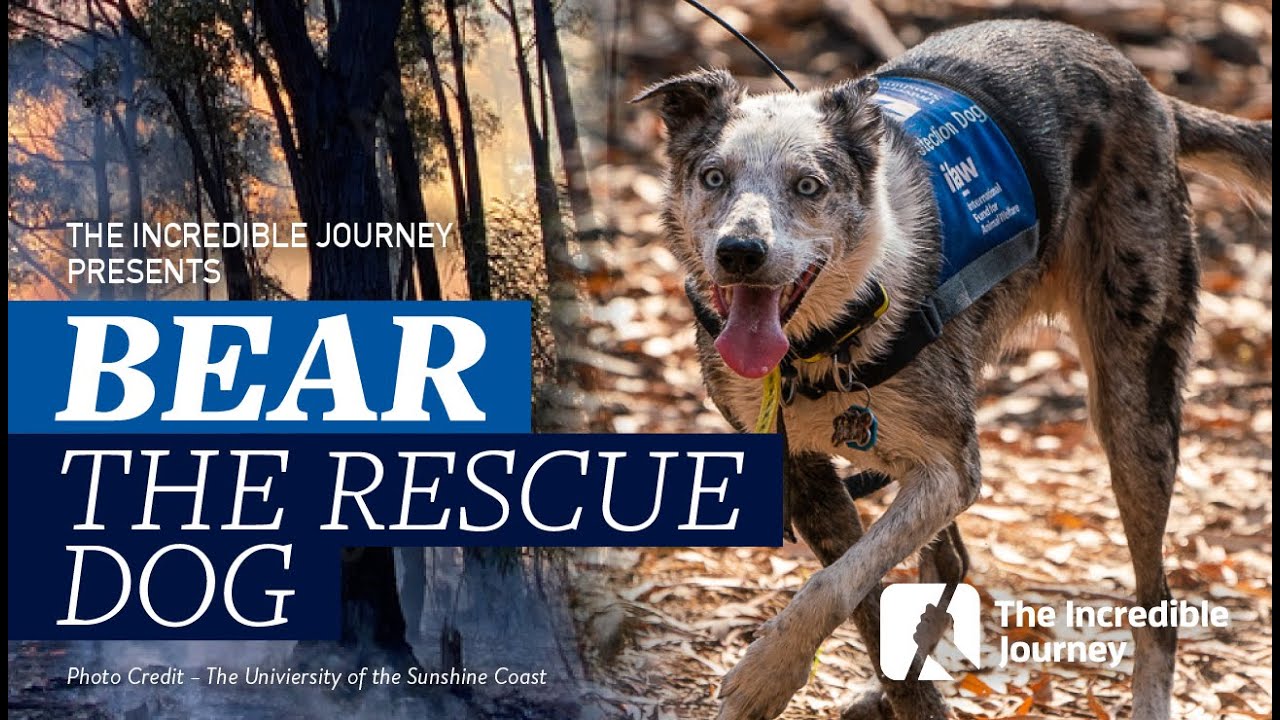 Bear – The Rescue Dog