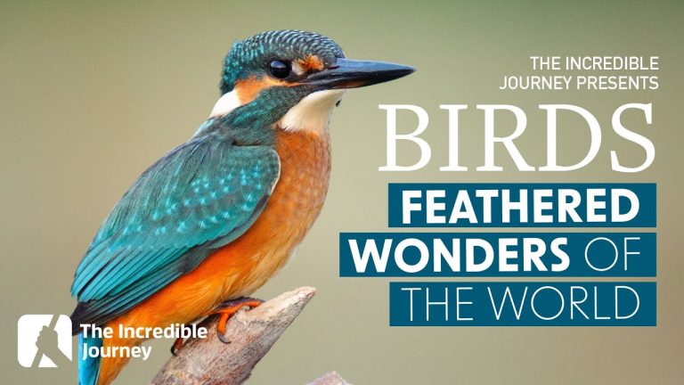 The Secret Life of Birds – Masters of the Sky