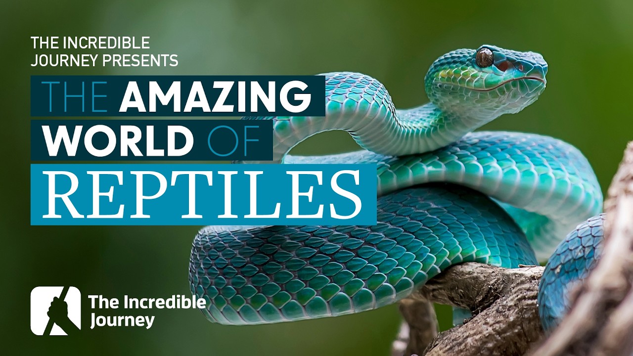 Amazing World of Reptiles: Nature’s Cold-Blooded Wonders